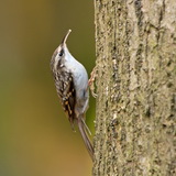 Birds in the Belgian Ardennes